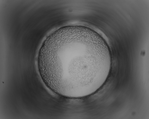 X0000102851429200809081232