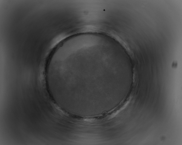 X0000102851453200809081232