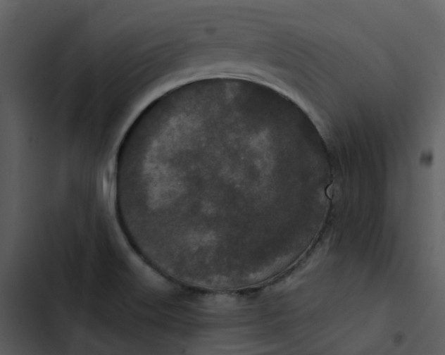 X0000102851515200809081231