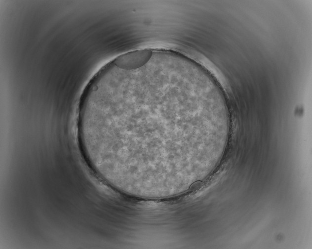 X0000102851124200809151121