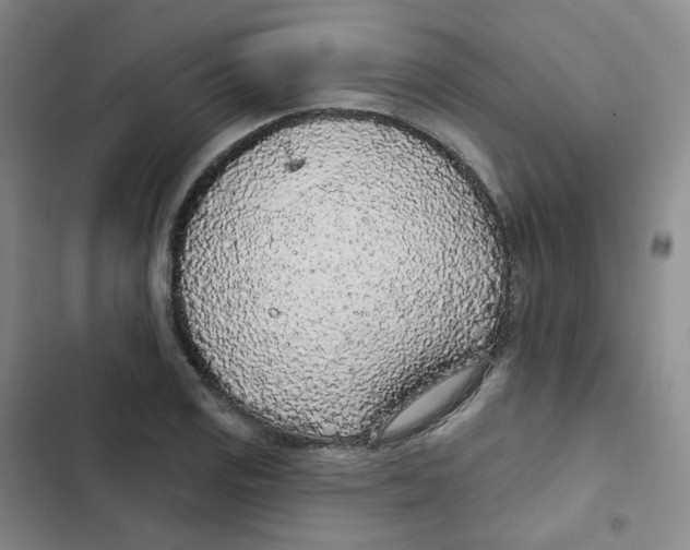 X0000102851125200809151121