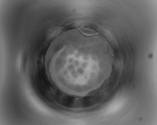 X0000102860335200808181447