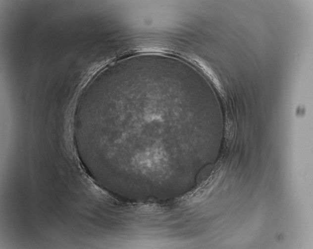 X0000102860385200808181447