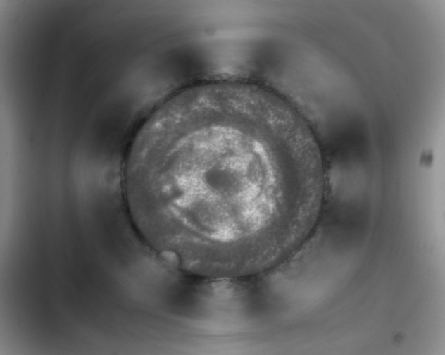 X0000102860423200808181446