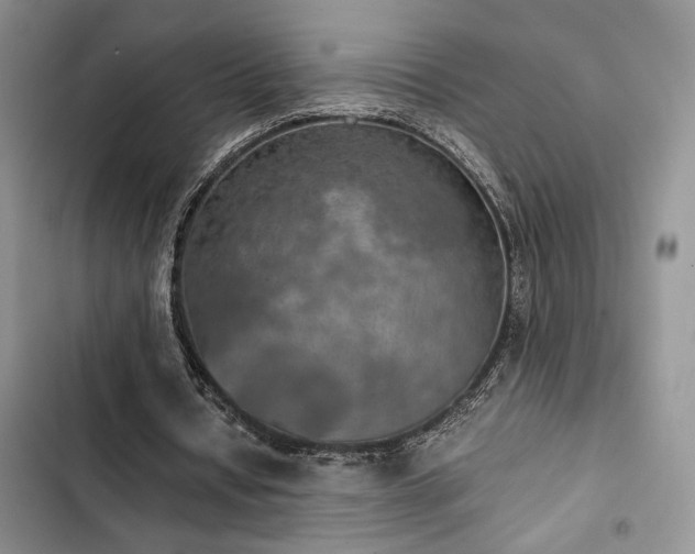 X0000102860434200808181445