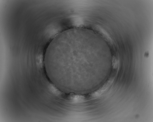 X0000102860670200808181442