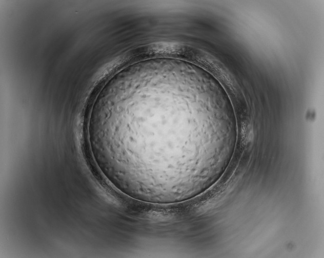 X0000102860725200808181440