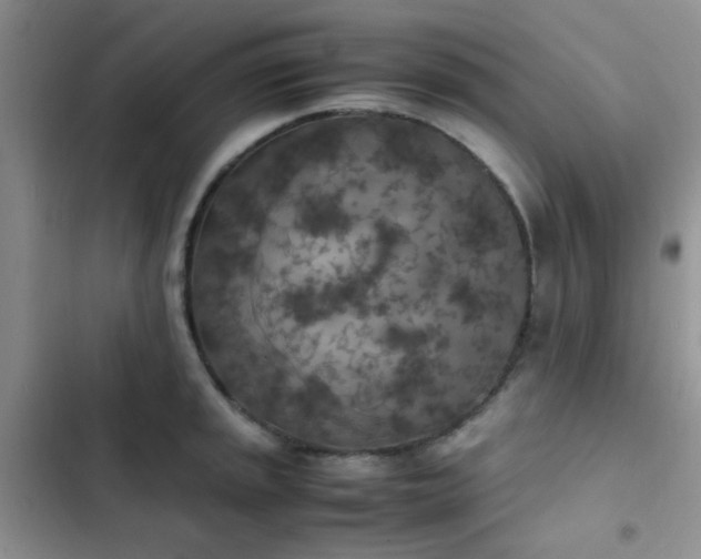 X0000102861045200808181436