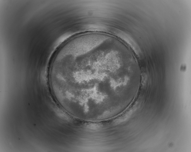 X0000102861074200808181435