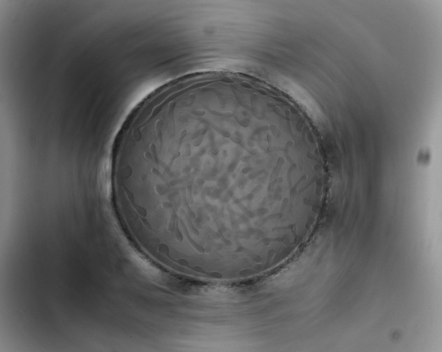 X0000102861079200808181435