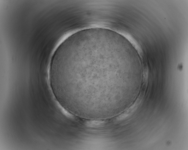 X0000102861294200808181432