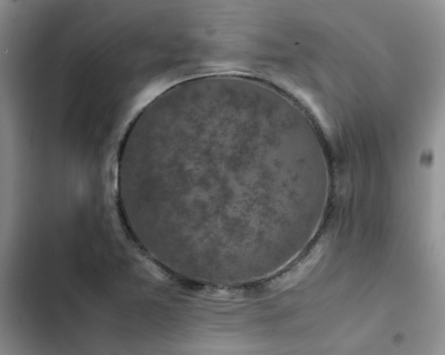 X0000102861365200808181431