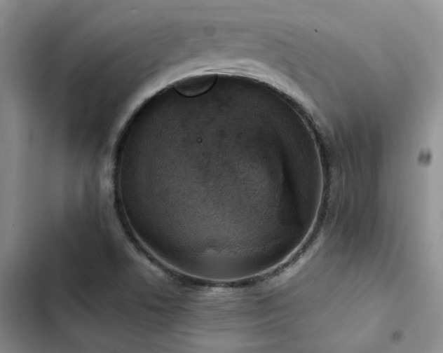 X0000102861506200808181429