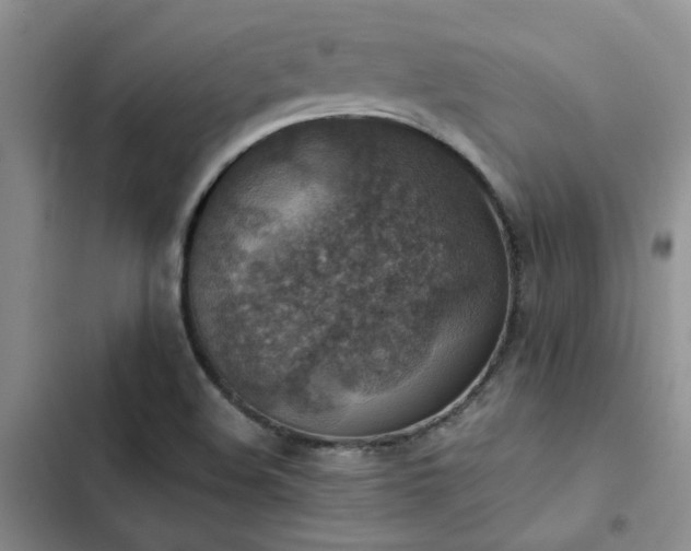 X0000102861508200808181429