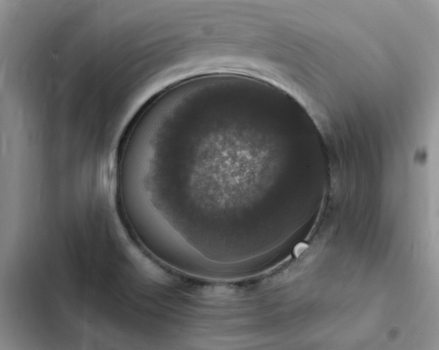 X0000102861515200808181429