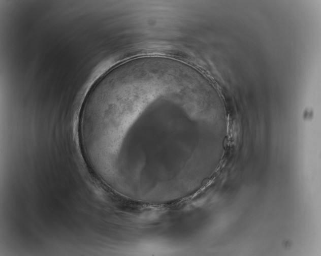 X0000102860099200808251236