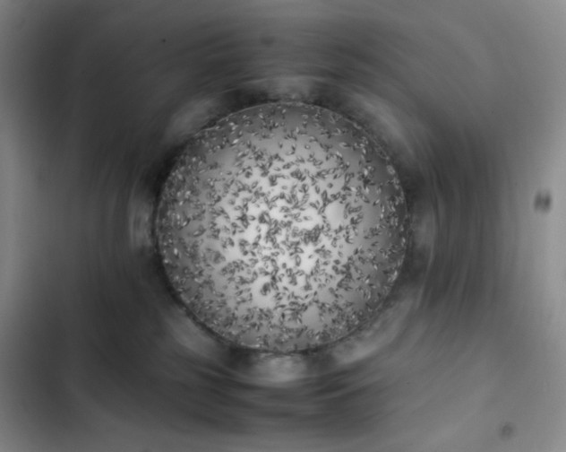 X0000102860185200808251235