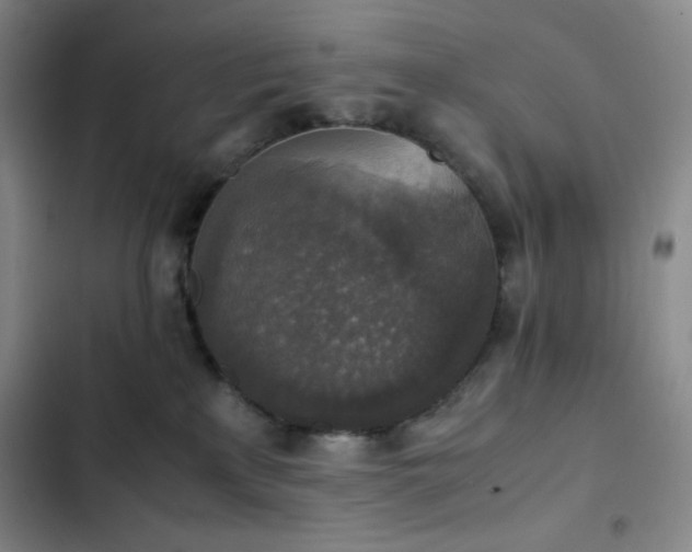 X0000102860233200808251234