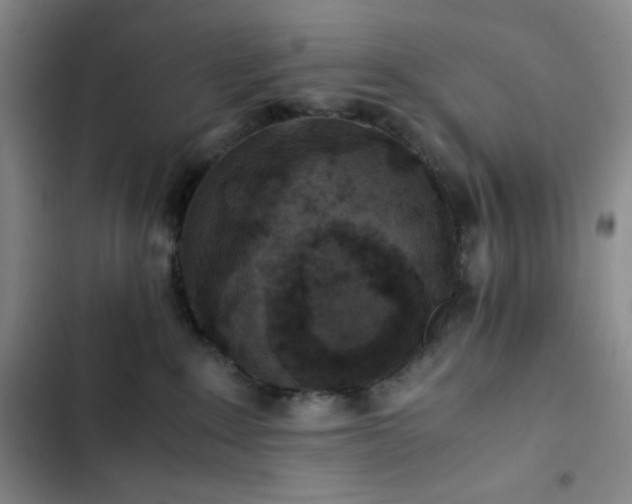 X0000102860235200808251233