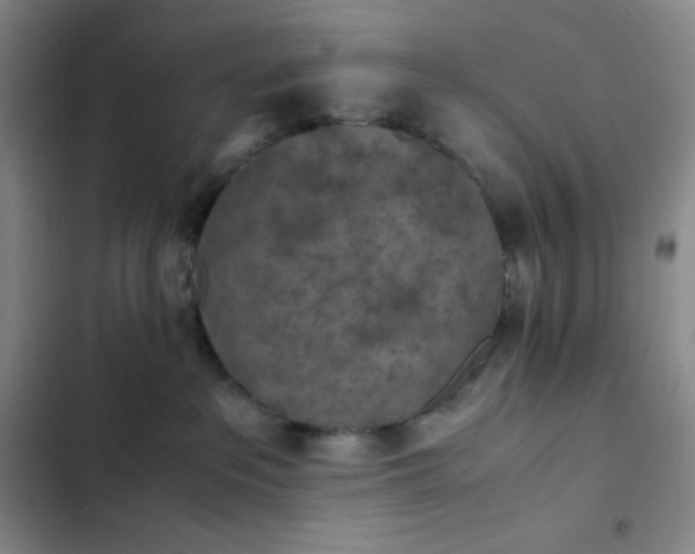 X0000102860237200808251233