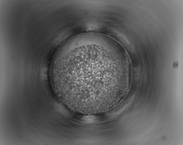 X0000102860269200808251233