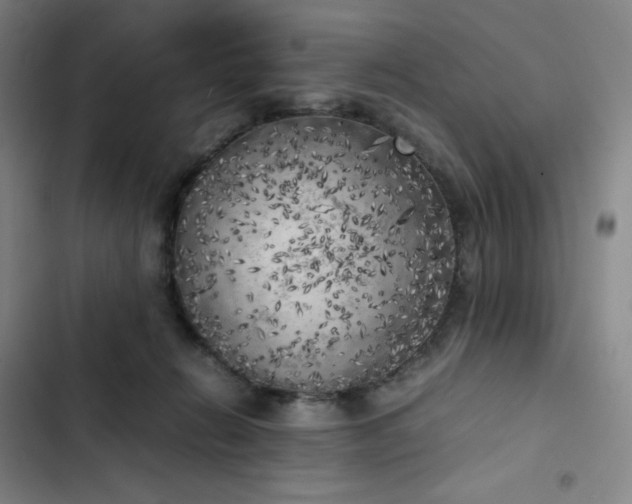 X0000102860270200808251233