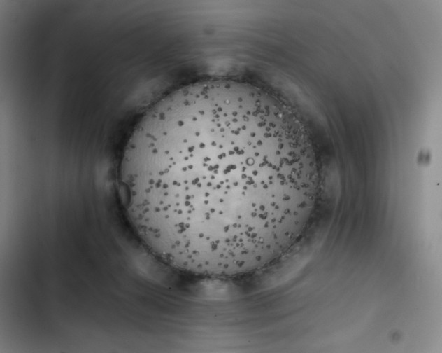 X0000102860272200808251233