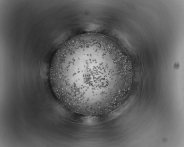 X0000102860273200808251233