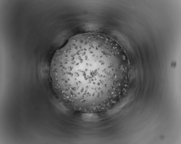 X0000102860281200808251233