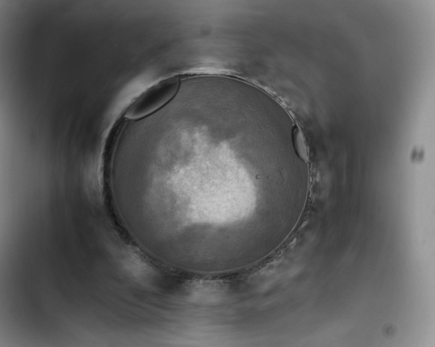 X0000102860296200808251233