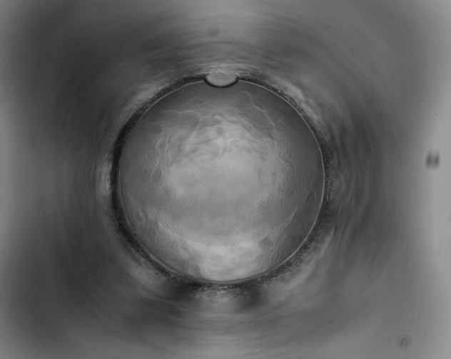 X0000102860299200808251232