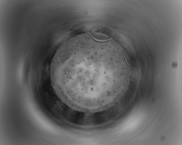 X0000102860335200808251232