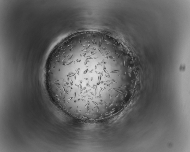 X0000102860342200808251231