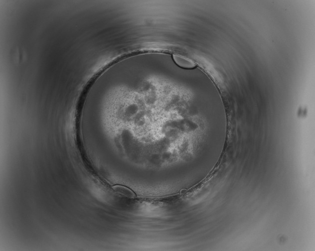 X0000102860346200808251231