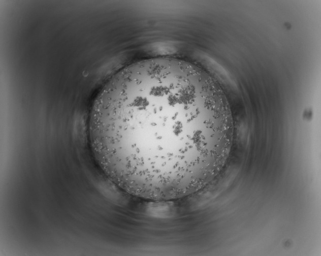 X0000102860373200808251232