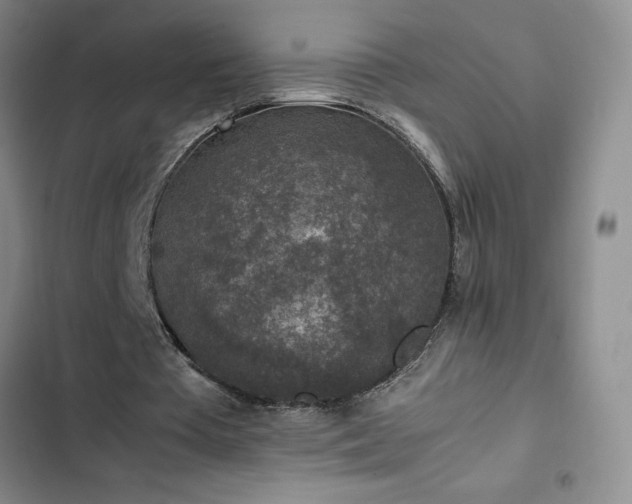 X0000102860385200808251231