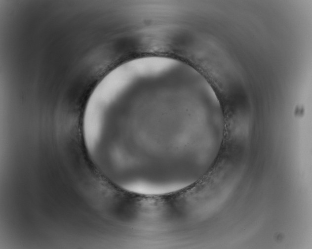 X0000102860415200808251231