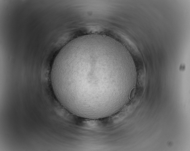 X0000102860417200808251231