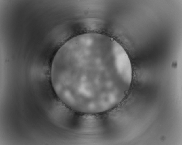 X0000102860419200808251231