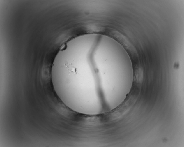 X0000102860426200808251231