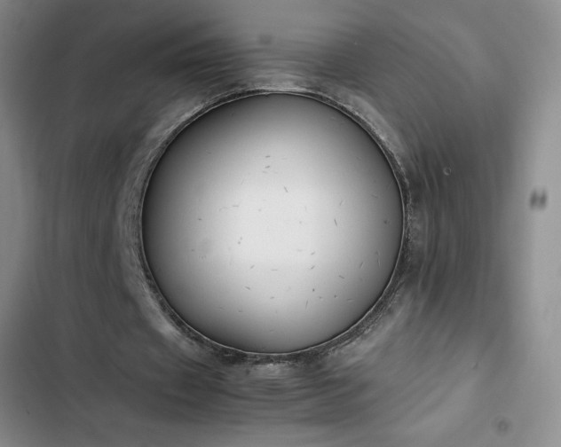 X0000102860433200808251230