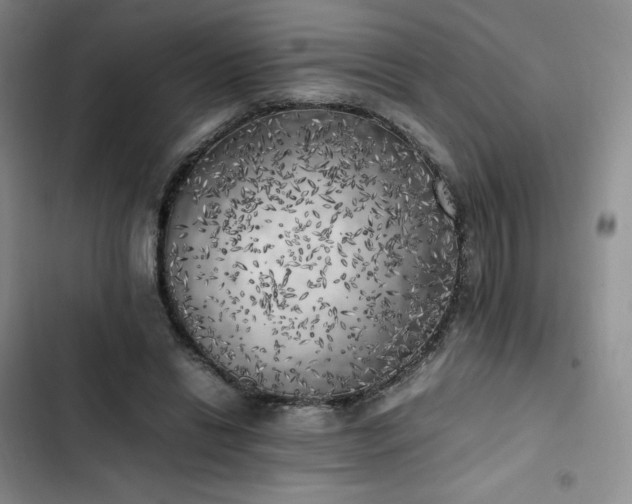 X0000102860446200808251230