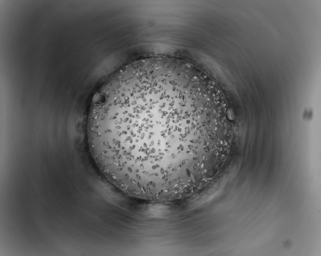 X0000102860462200808251230