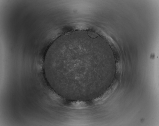 X0000102860517200808251229