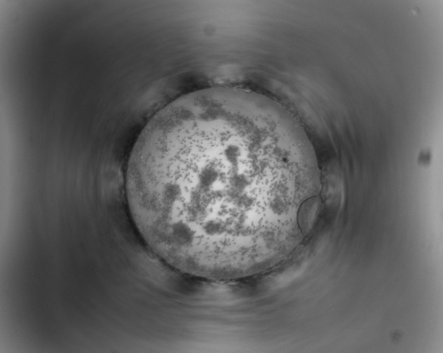 X0000102860523200808251229