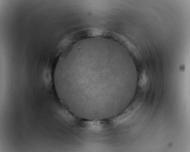 X0000102860524200808251229