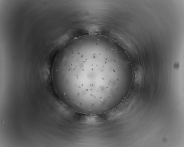 X0000102860618200808251227