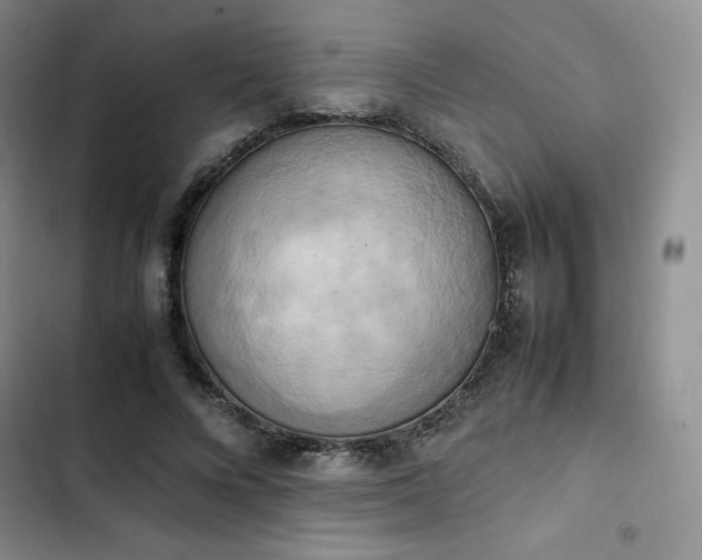 X0000102860688200808251226