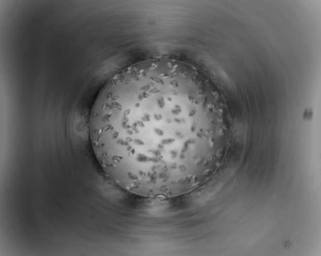 X0000102860719200808251226