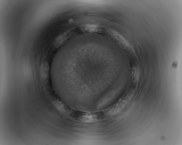 X0000102860760200808251226